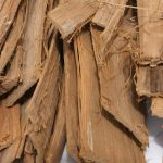 Uña de Gato: Beneficios y usos de la planta medicinal 5