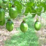 Cultivo de la planta de Maracuyá: Detalles 4