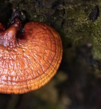 Reishi · Ganoderma Lucidum: Beneficios y Propiedades 🍄 2