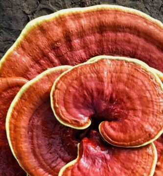Reishi y sus propiedades adelgazantes 1