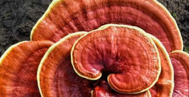 Reishi y sus propiedades adelgazantes 2 Reishi y sus propiedades adelgazantes 2