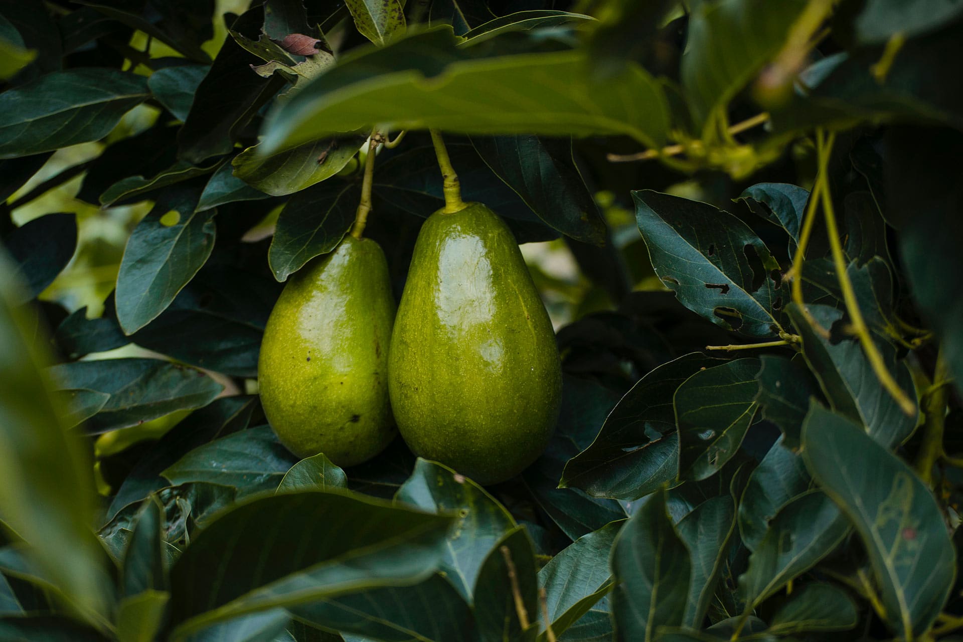 Principales Variedades y Tipos de Aguacates 5