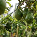 Principales Variedades y Tipos de Aguacates 3