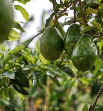 Principales Variedades y Tipos de Aguacates 1